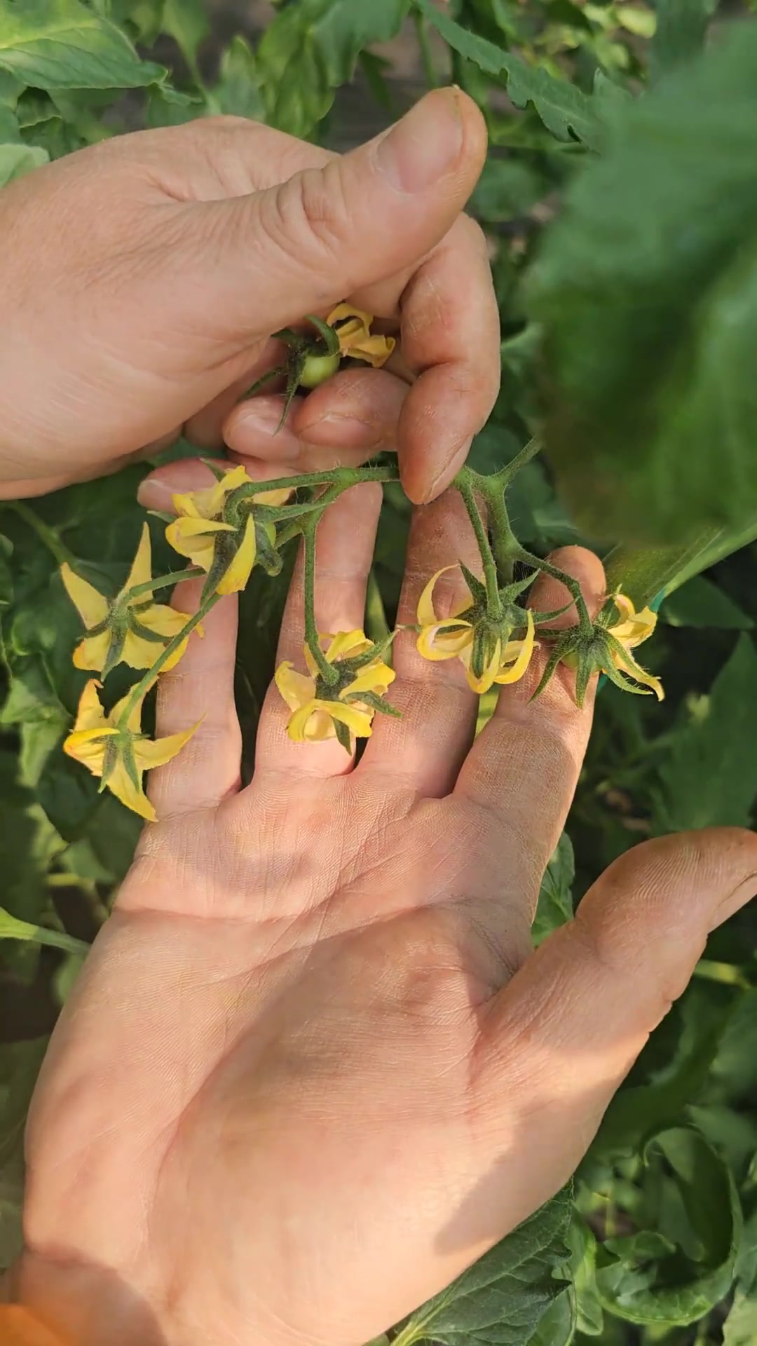 沈老师蔬菜大棚种植技术指导
