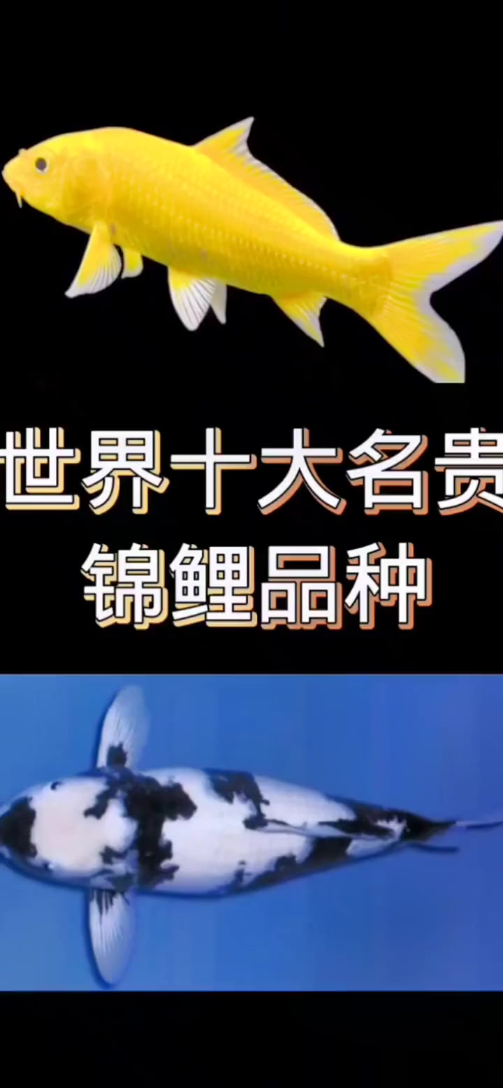 锦鲤鱼知识分享（见者有份）
