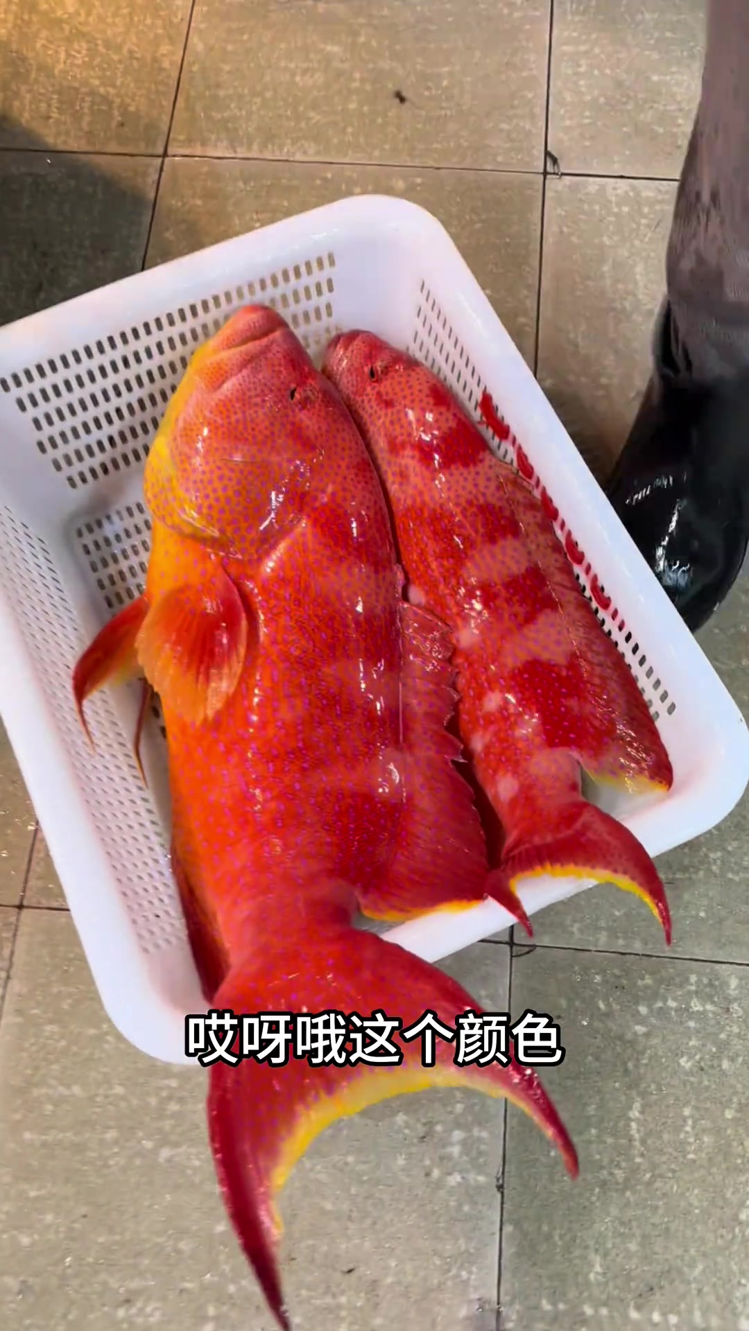 这燕尾斑真是极品了