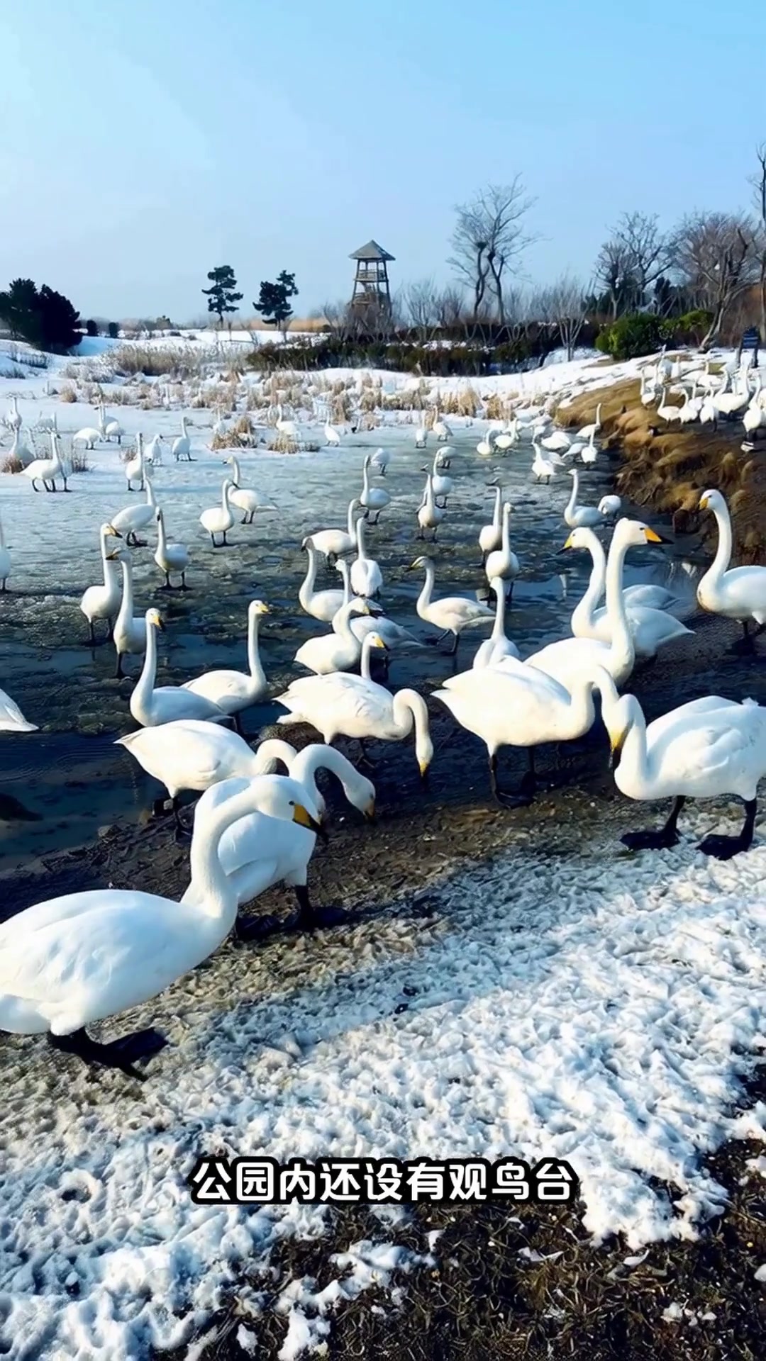 带孩子看天鹅的季节到了!三门峡观鸟攻略全解析