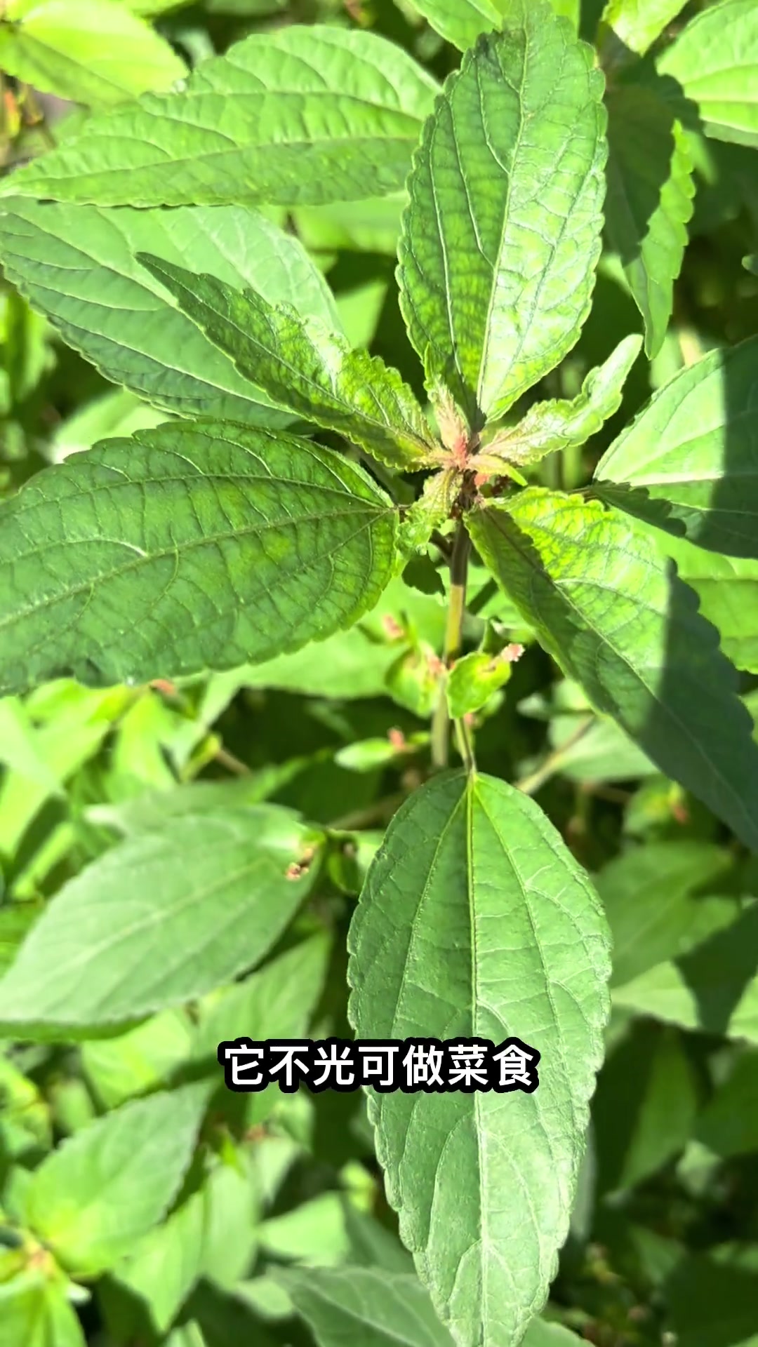 农村随处可见的野菜铁苋菜,你吃过吗?