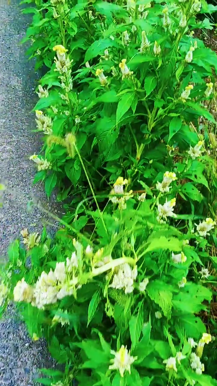白鸡冠花科普，草本盆栽种植小知识！