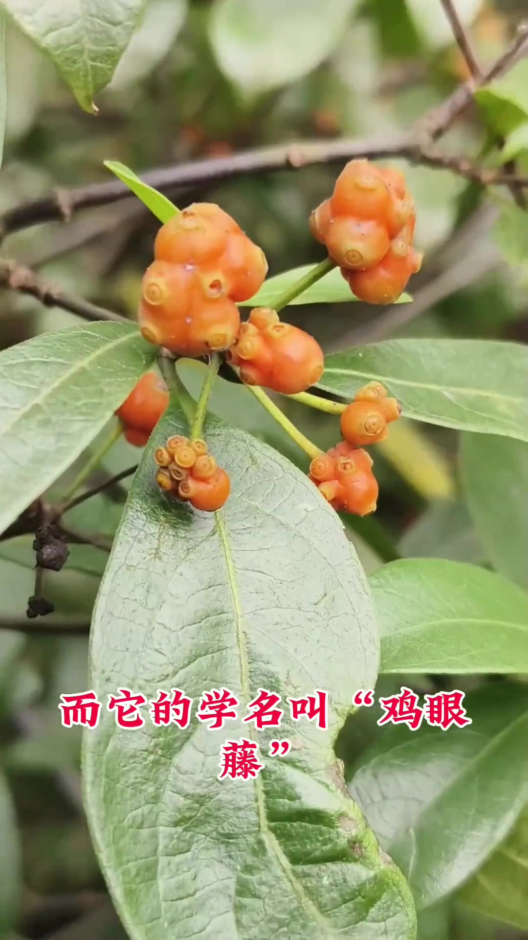 鸡眼藤叶片烂了发臭，竟是驱害虫的进化操作！