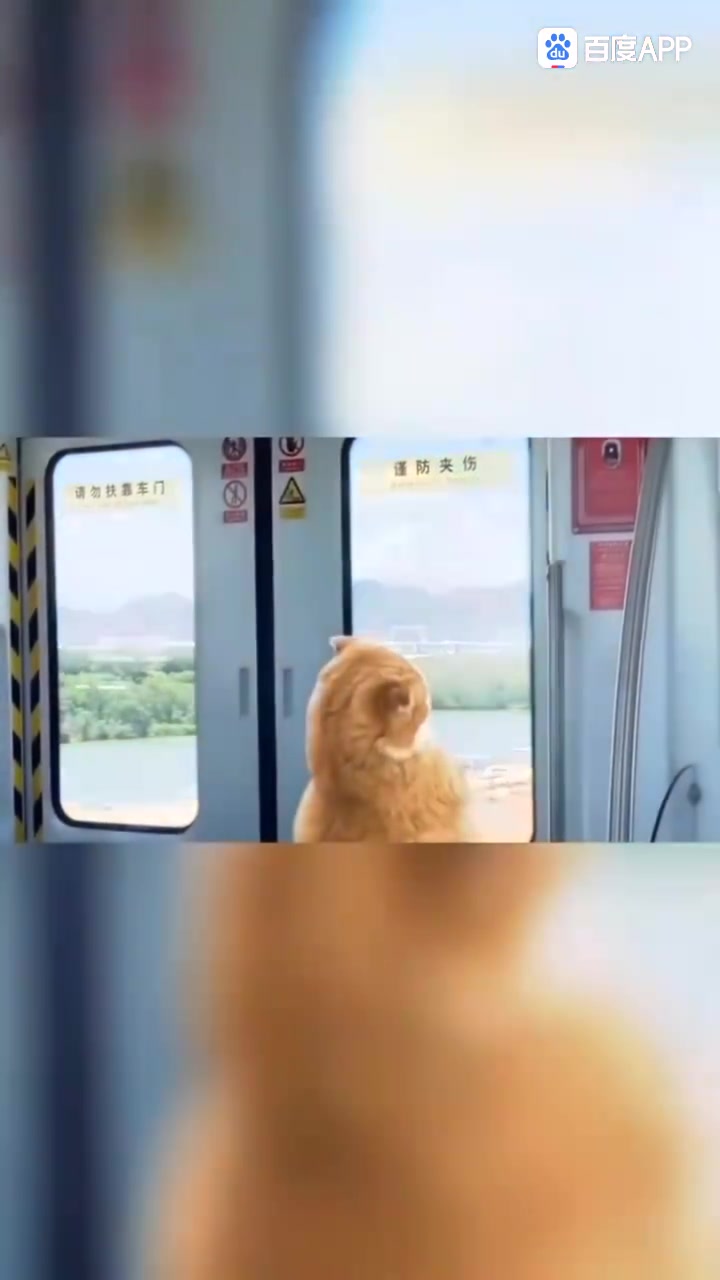 happy猫坐地铁开心的去奶牛猫家里吃大餐