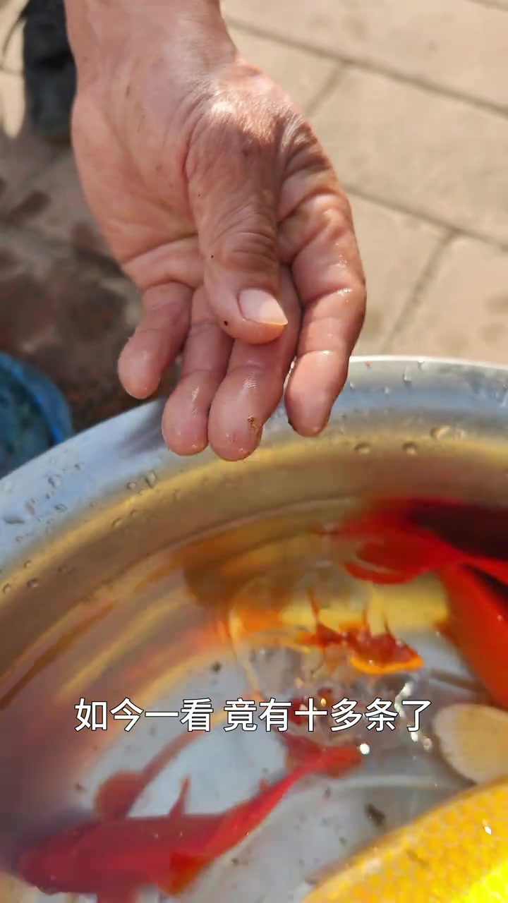 一条小鱼差点被吸走！还好我爸眼疾手快……清理鱼缸的意外瞬间