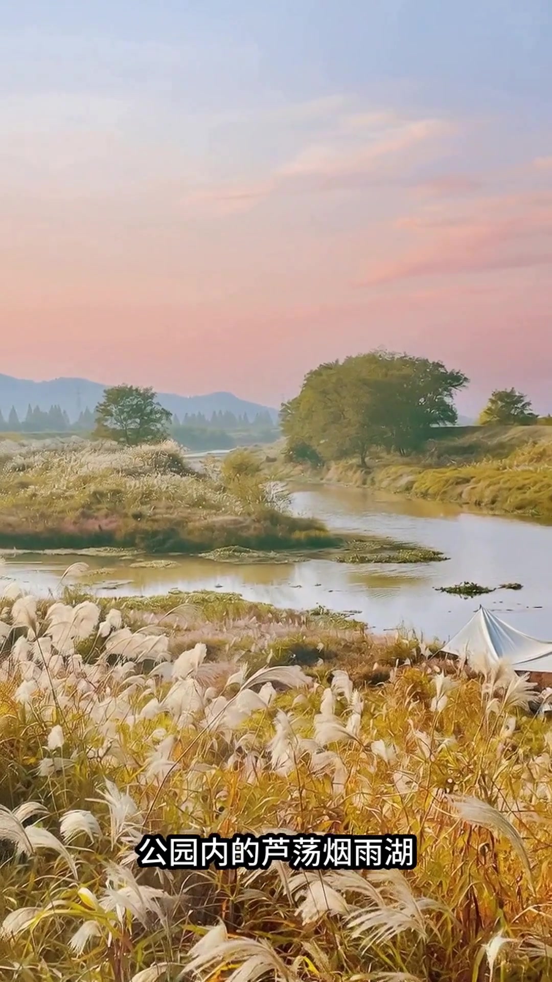 冬日限定!三门峡天鹅湖迎来万只白天鹅,凭高铁票享景区优惠