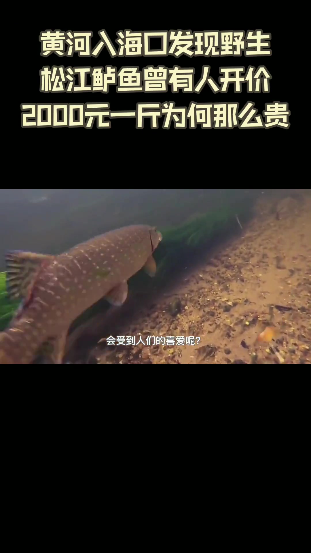 黄河入海口发现野生松江鲈鱼，曾濒危如今一鱼难求