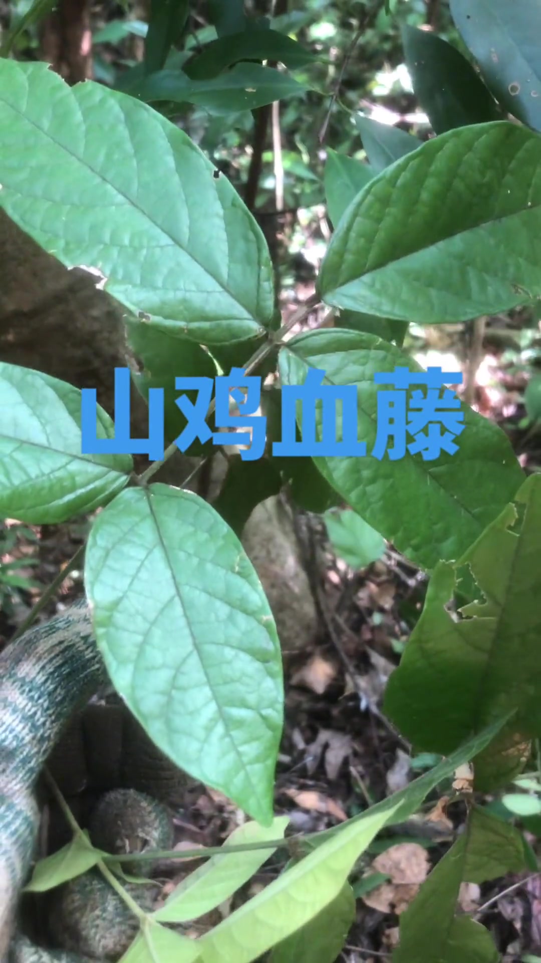 认识五叶鸡血藤