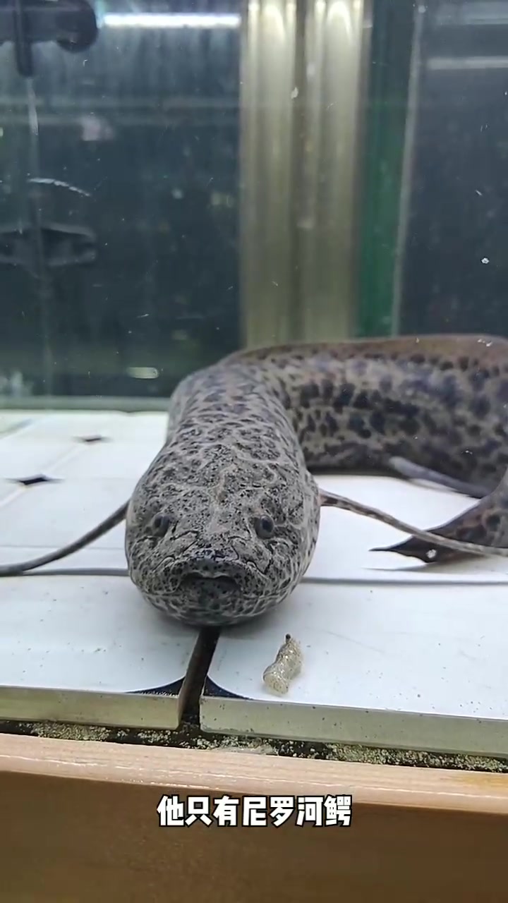 神秘的维多利亚肺鱼令人惊叹！