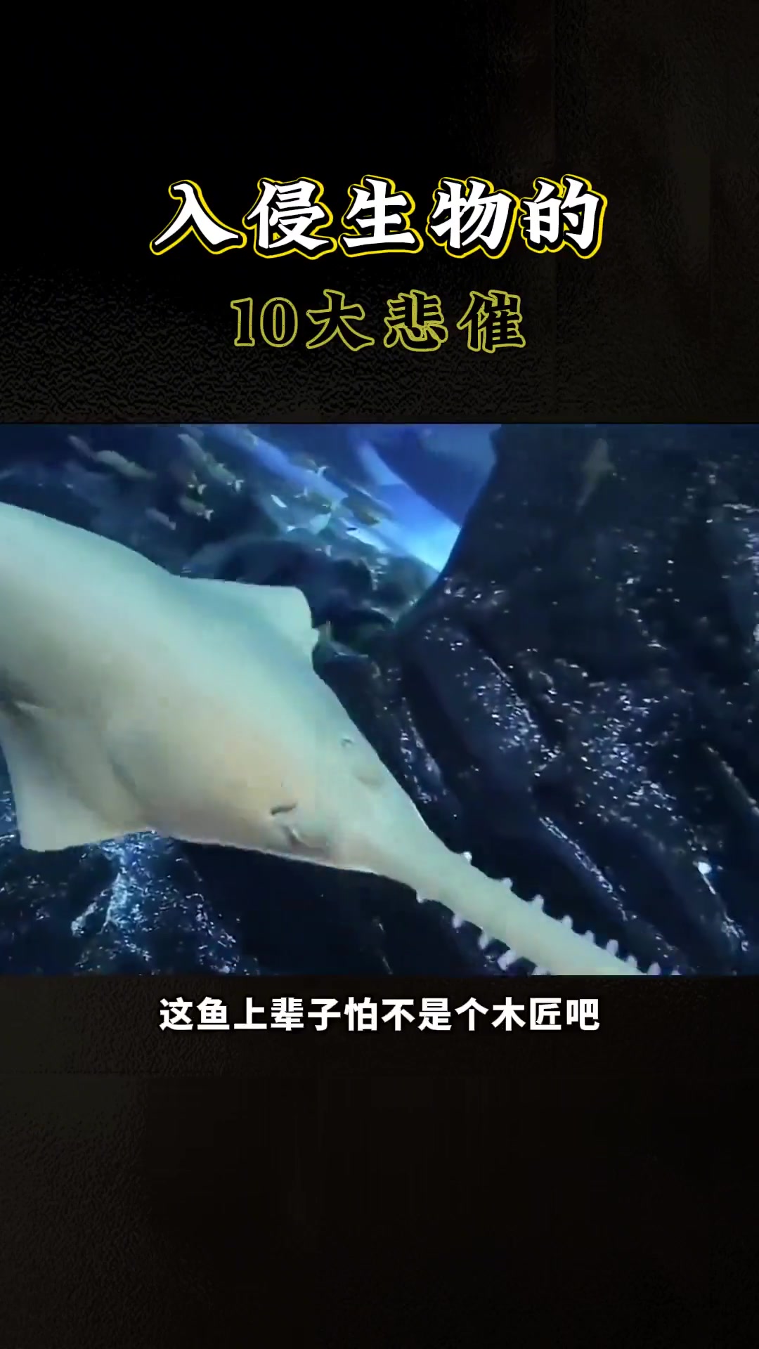 传说中的美人鱼竟然长这样？