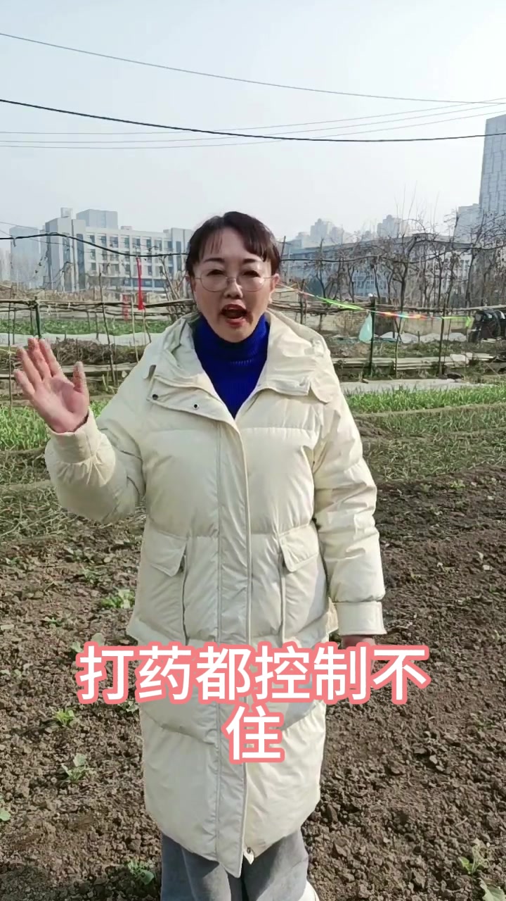 油菜叶子长白斑,发黄点小心病害爆发