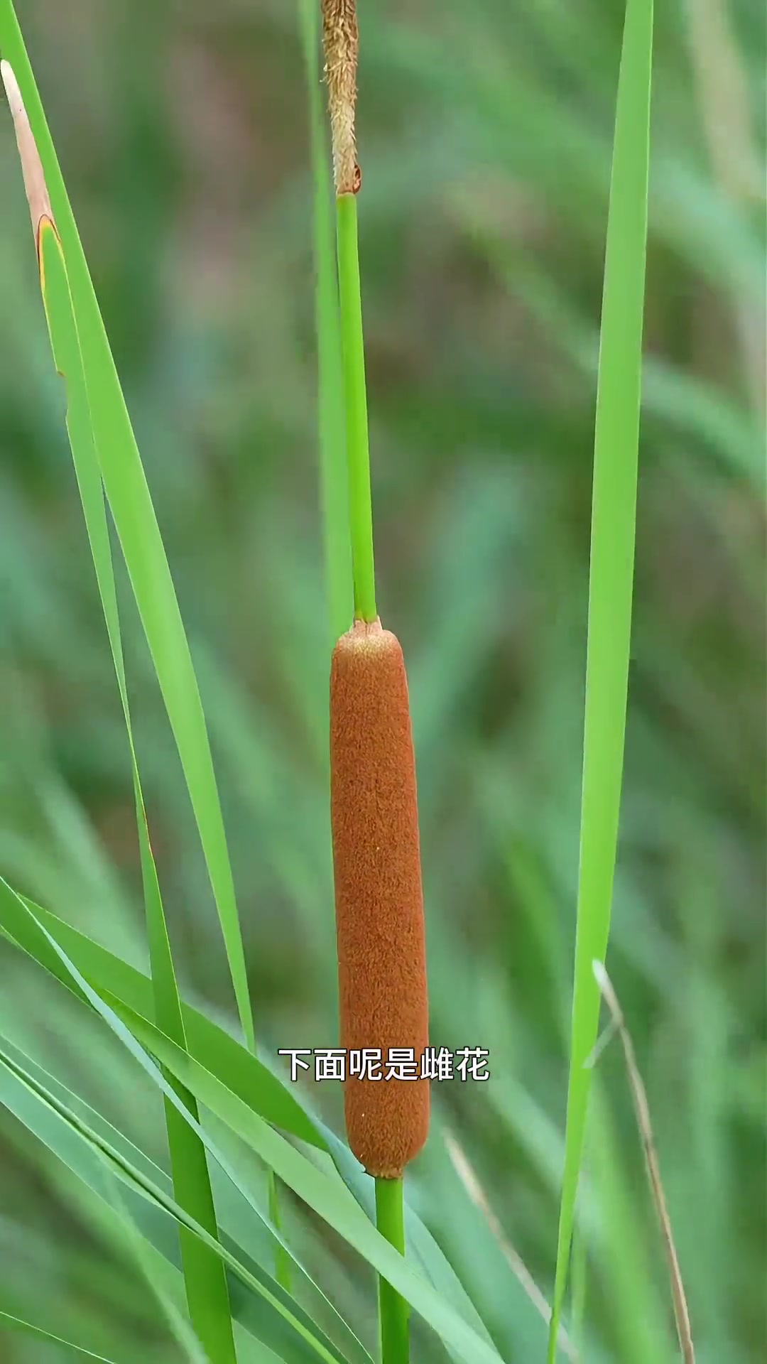 香肠状香蒲授粉超神奇，雄花消失雌花膨大成蒲穗！