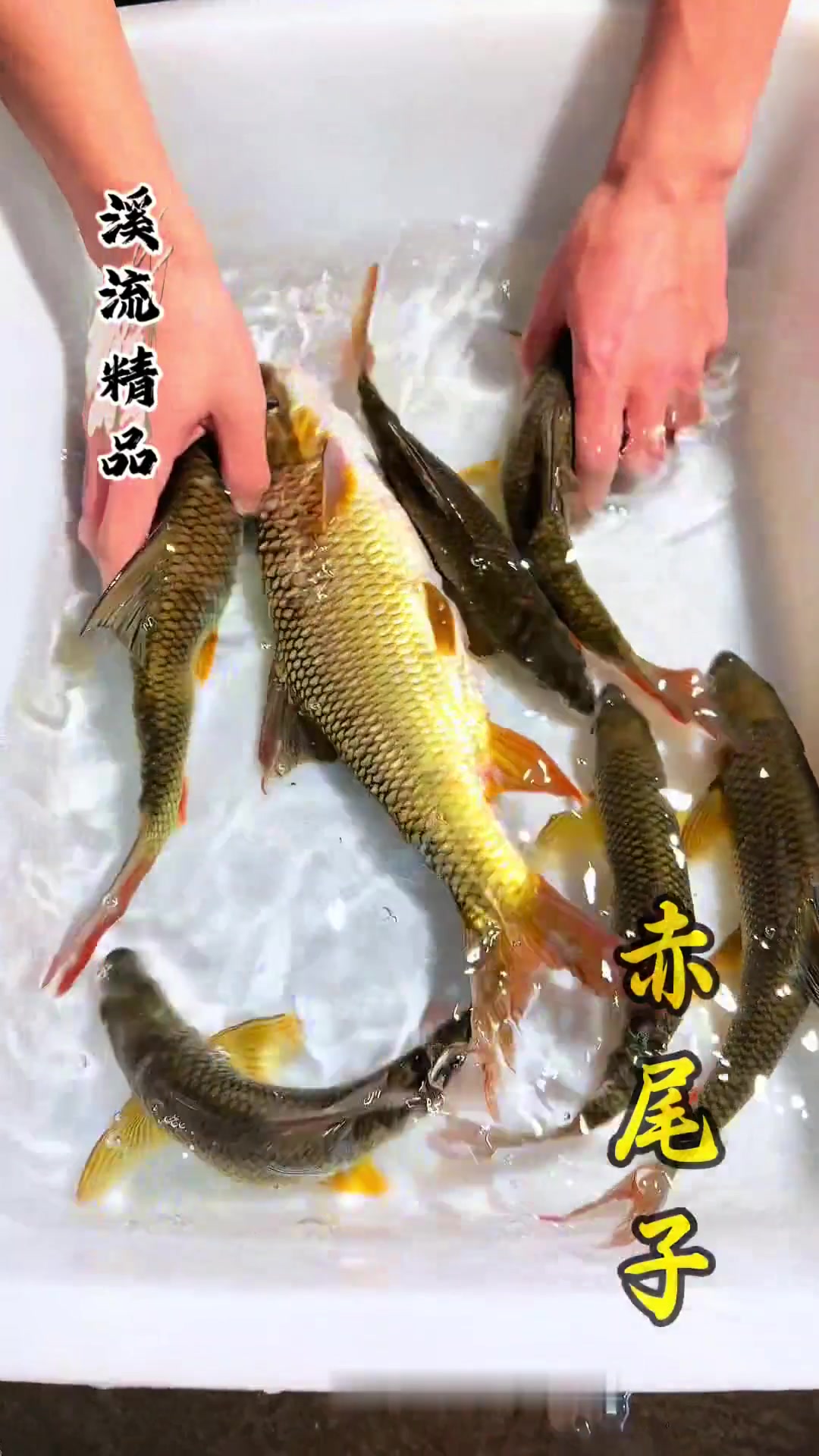 几种名贵淡水鱼，来自贵州深山溪流、地下暗河、河流深处