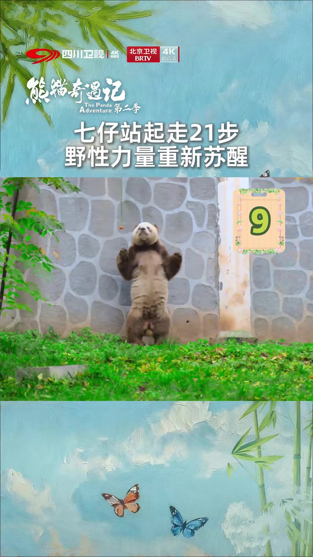 大熊猫冬季体能课的“钓猫”名场面,七仔为了胡萝卜奖励努力练后肢力量,直立起身连着走了21步