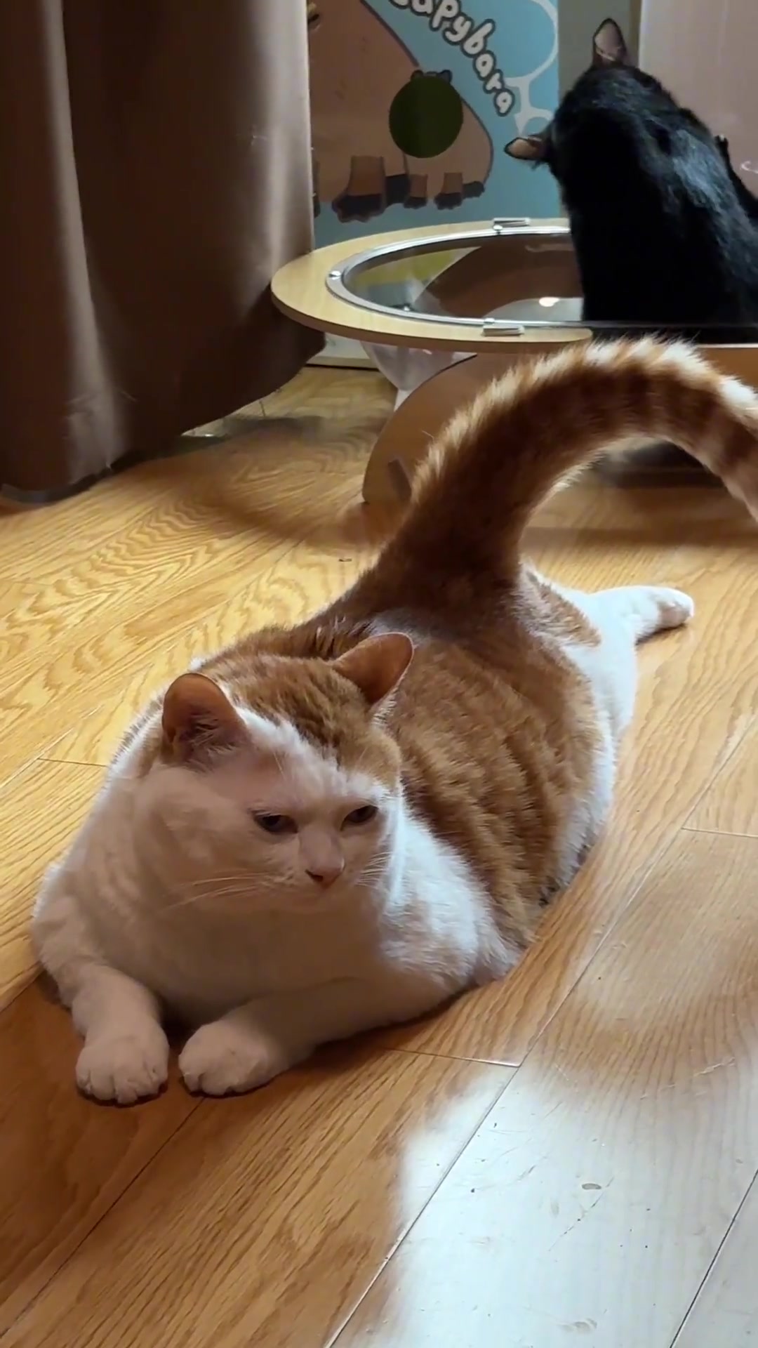 早上好,大尾巴猫咪咪