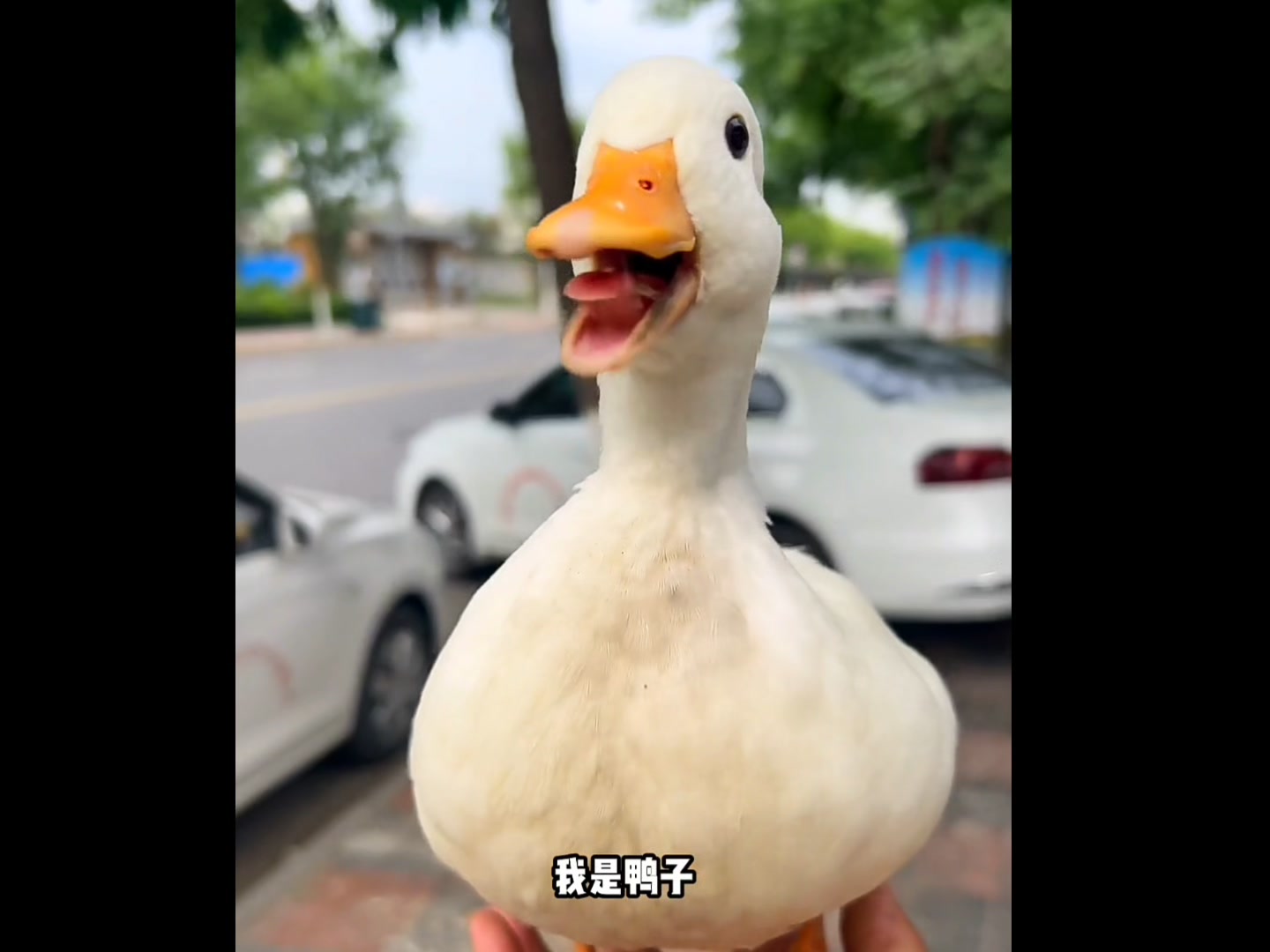鸭子悲惨的一生！