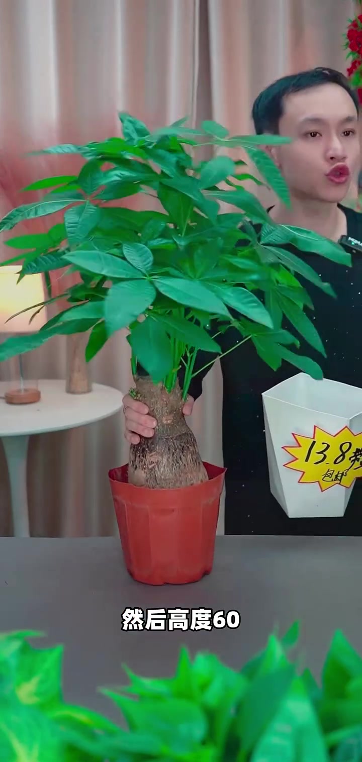 发财树不用阳光也能活?60cm带花盆,助你事业稳固!