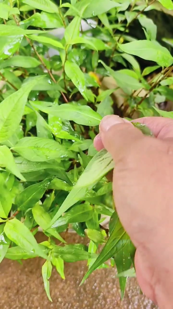 更新一道包烧马鬃鱼