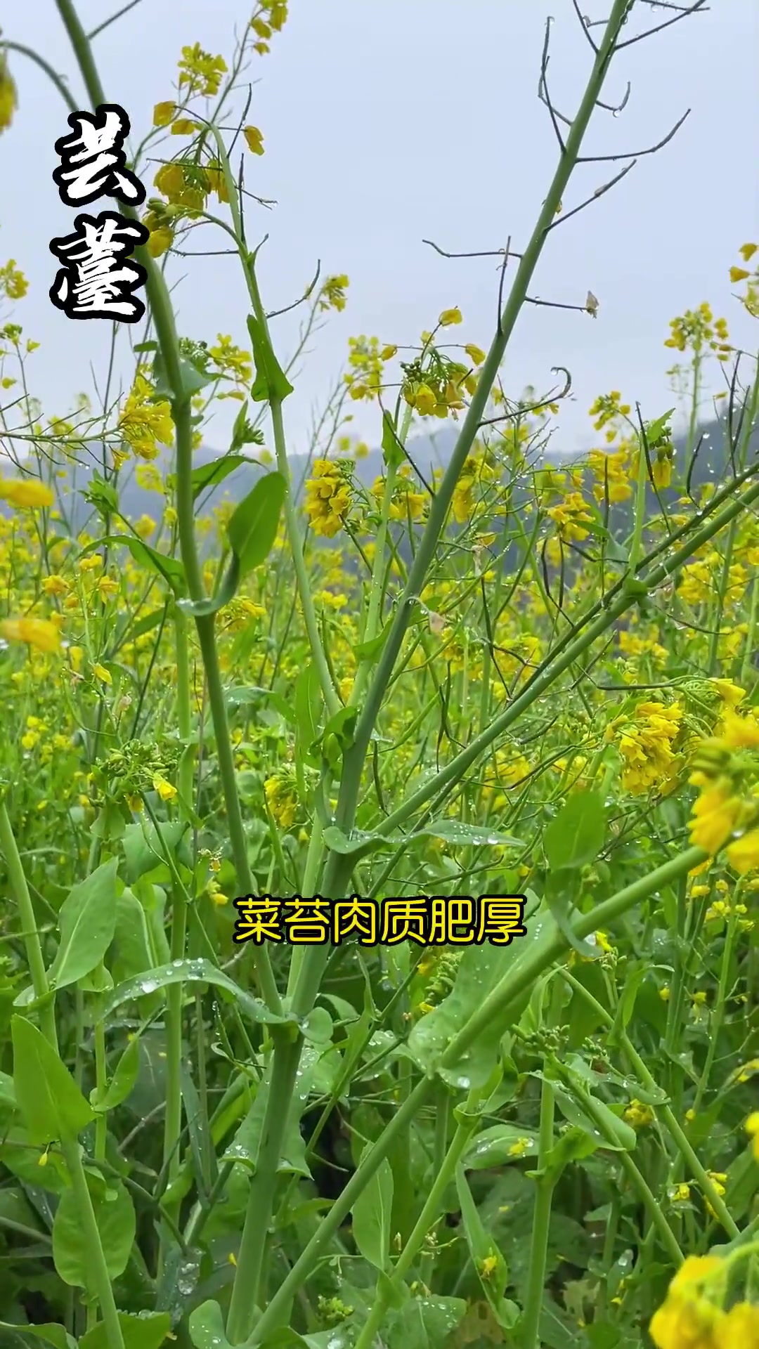 家乡油菜花开了，大家知道它的花语是什么吗