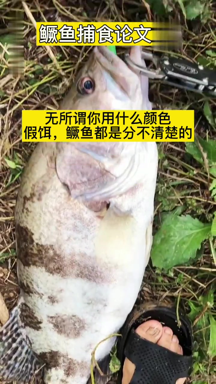 鳜鱼视觉及捕食研究:路亚鳜鱼技巧全解析