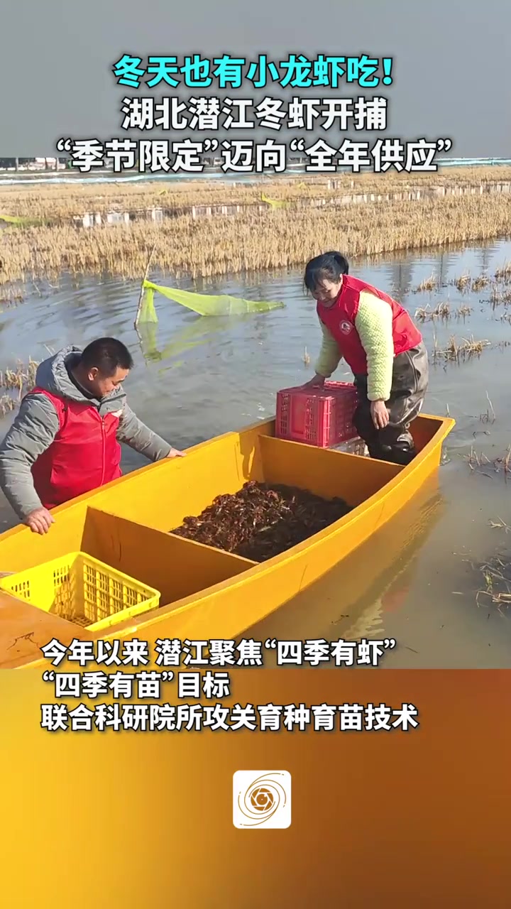 冬天也有小龙虾吃！湖北潜江冬虾开捕：“季节限定”迈向“全年供应”