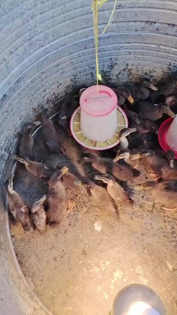 自己养的鸭子，鸡鸭鹅，农村散养土鸡，土鸡土鸭