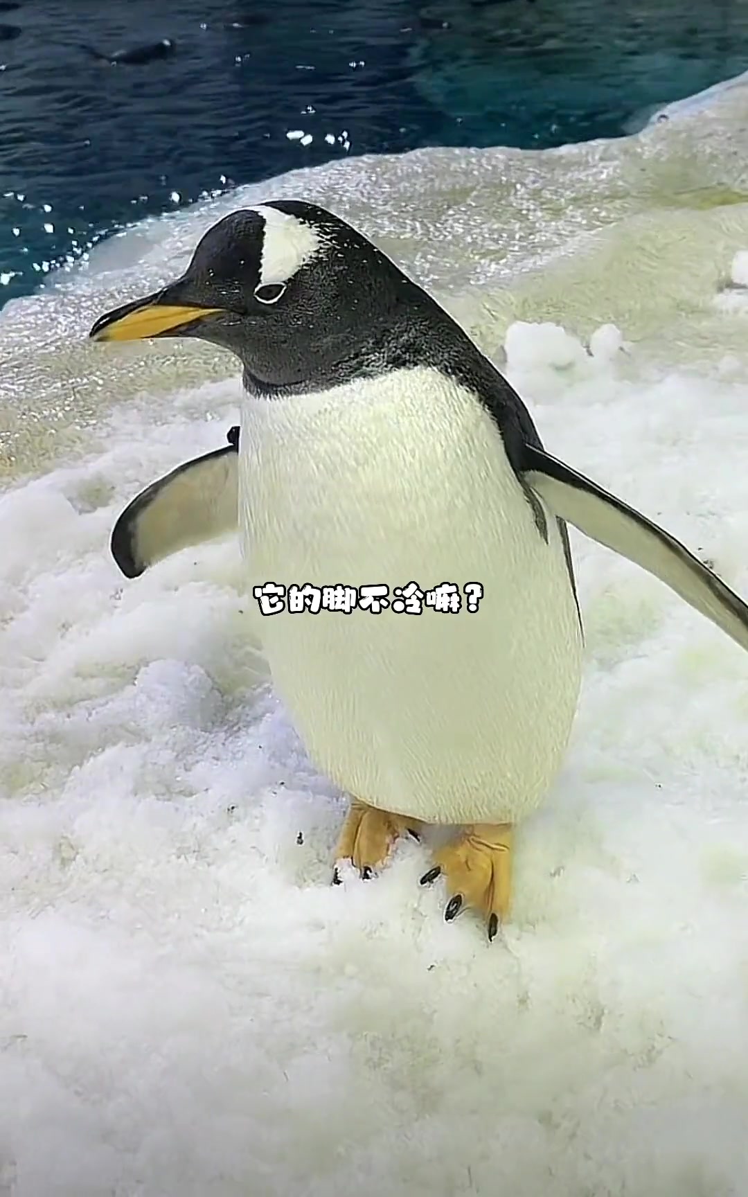 企鹅的脚为什么不怕冷？