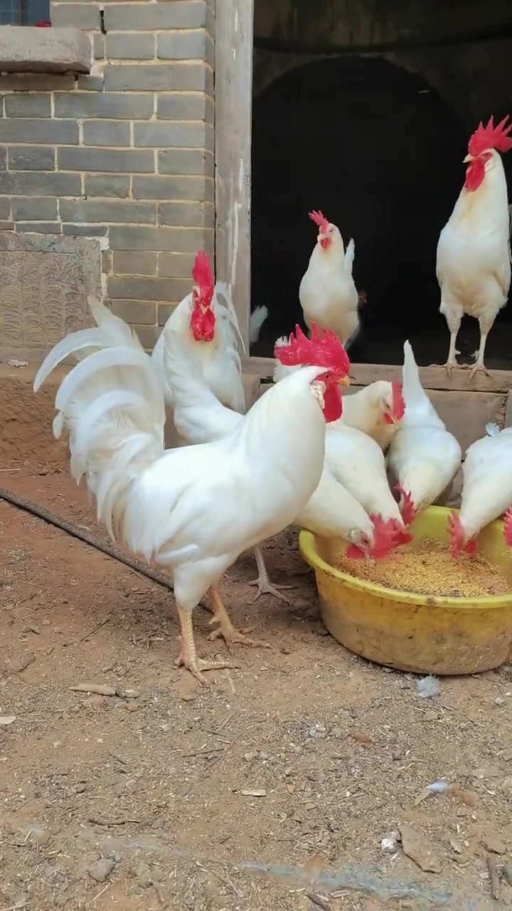 纯白蛋鸡，白来航白壳蛋鸡。下蛋真的太好了