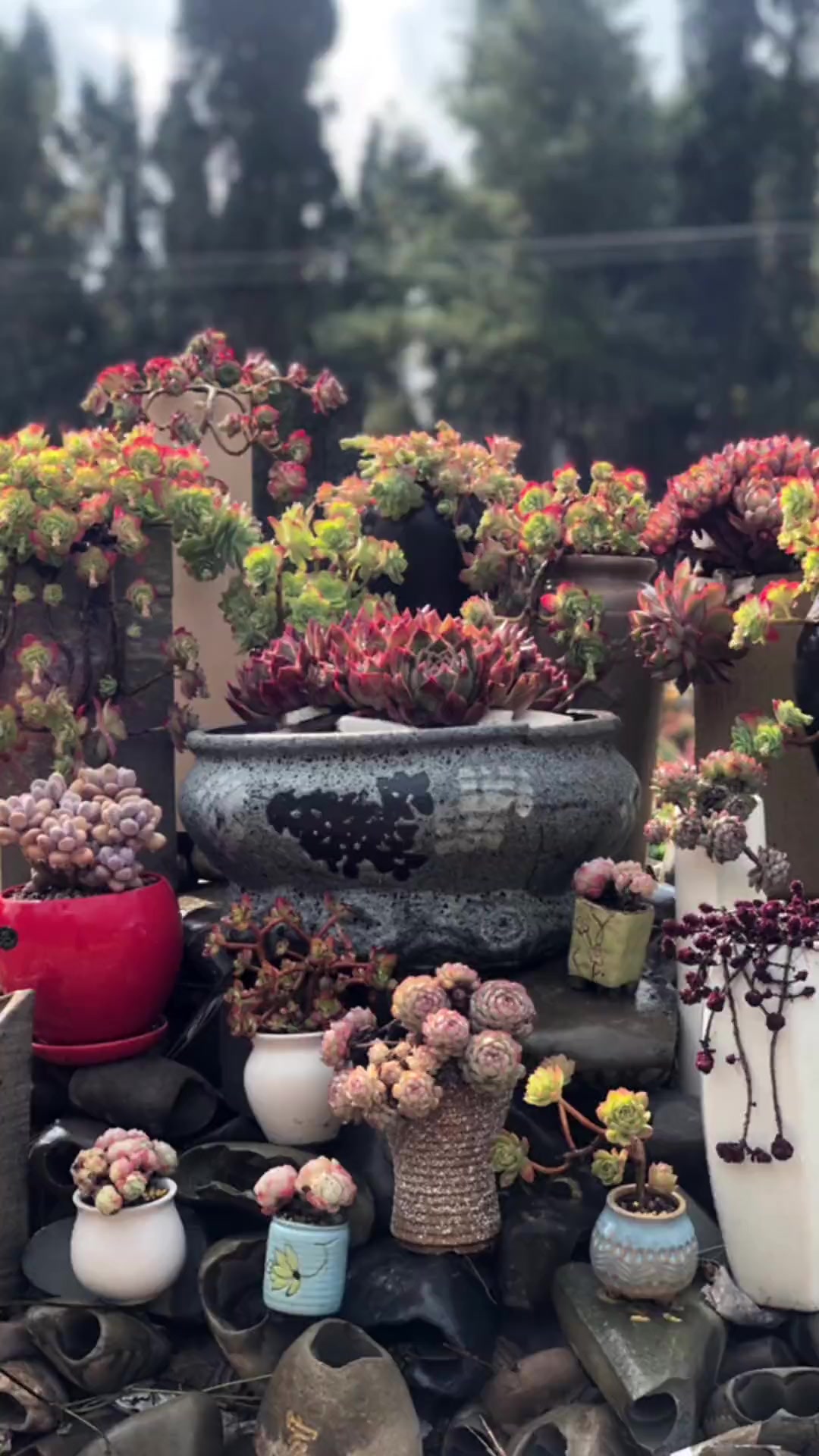 多肉的分类，现大概分为6个类别，你喜欢哪个类别？