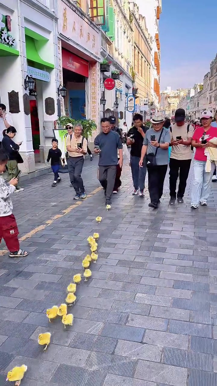 小鸭子在快速奔跑的时候,不能抓鸭子,不然鸭子会掉队的!