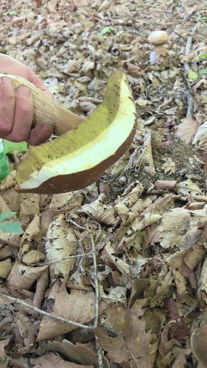 长白山野生菌——大腿菇