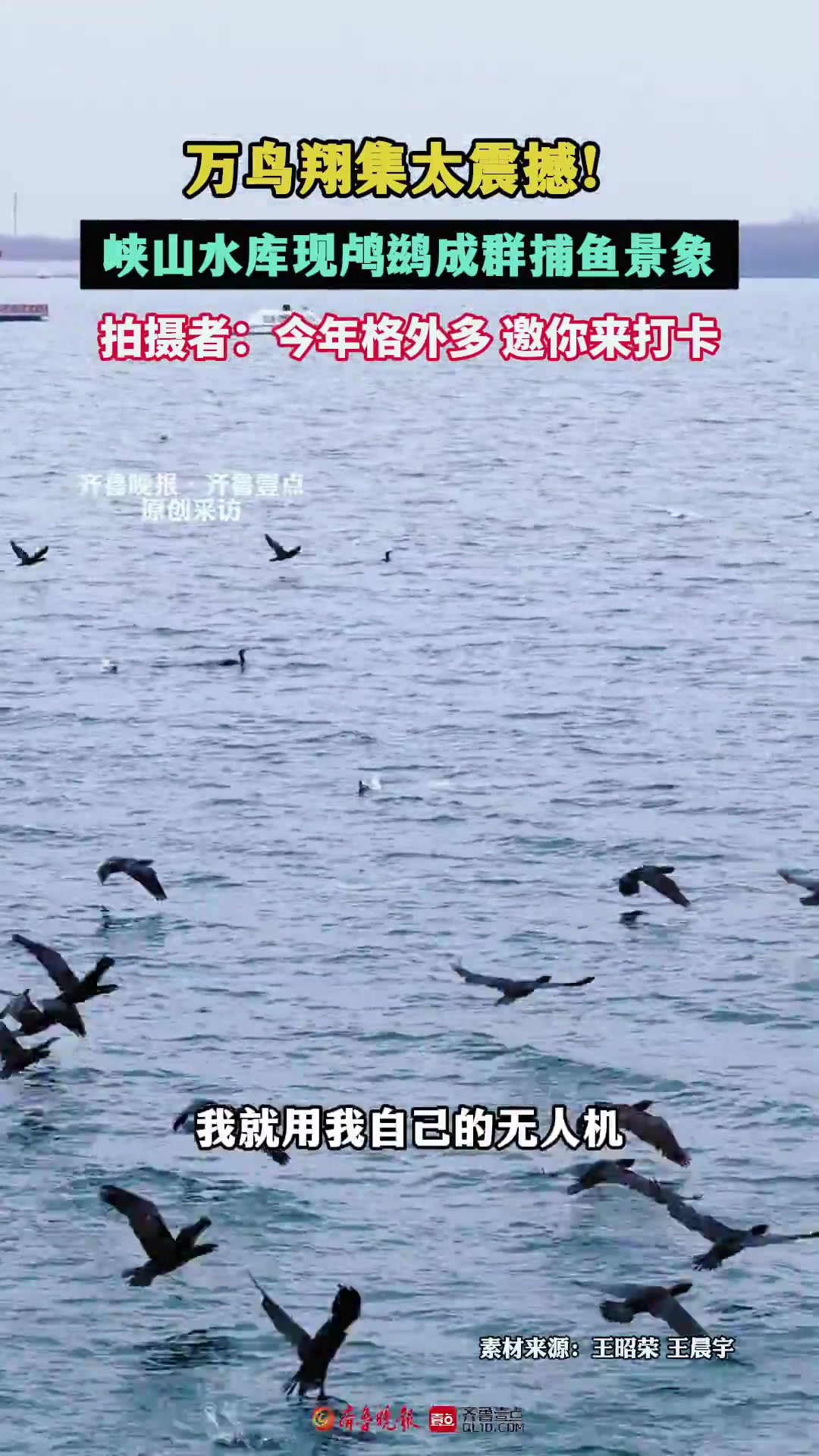 果然视频|万鸟翔集太震撼!峡山水库现鸬鹚成群捕鱼景象