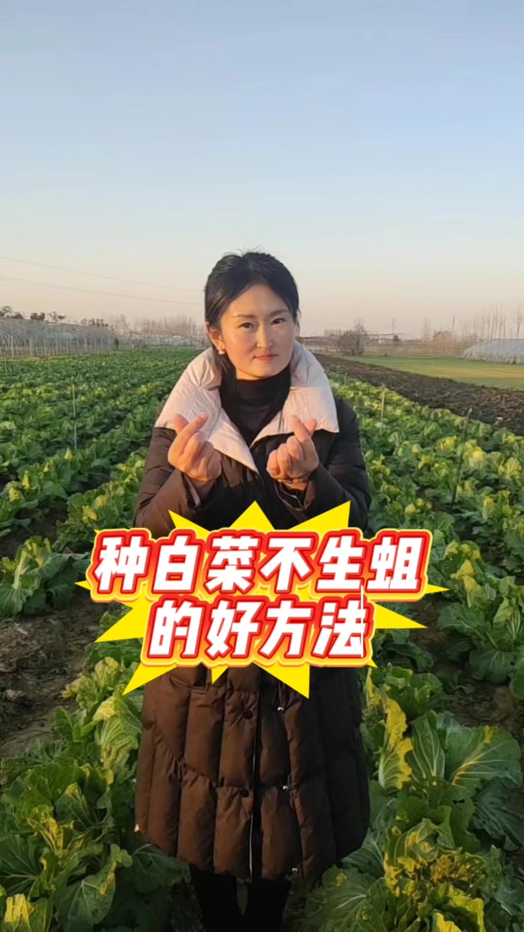 种白菜不生蛆的好方法,照这样种植,白菜长势好,根系更发达