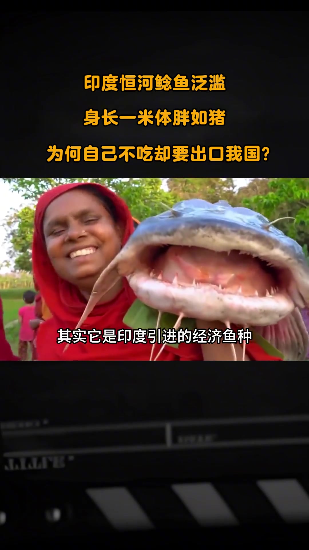 印度恒河鲶鱼泛滥,体长一米体胖如猪,适应力极强