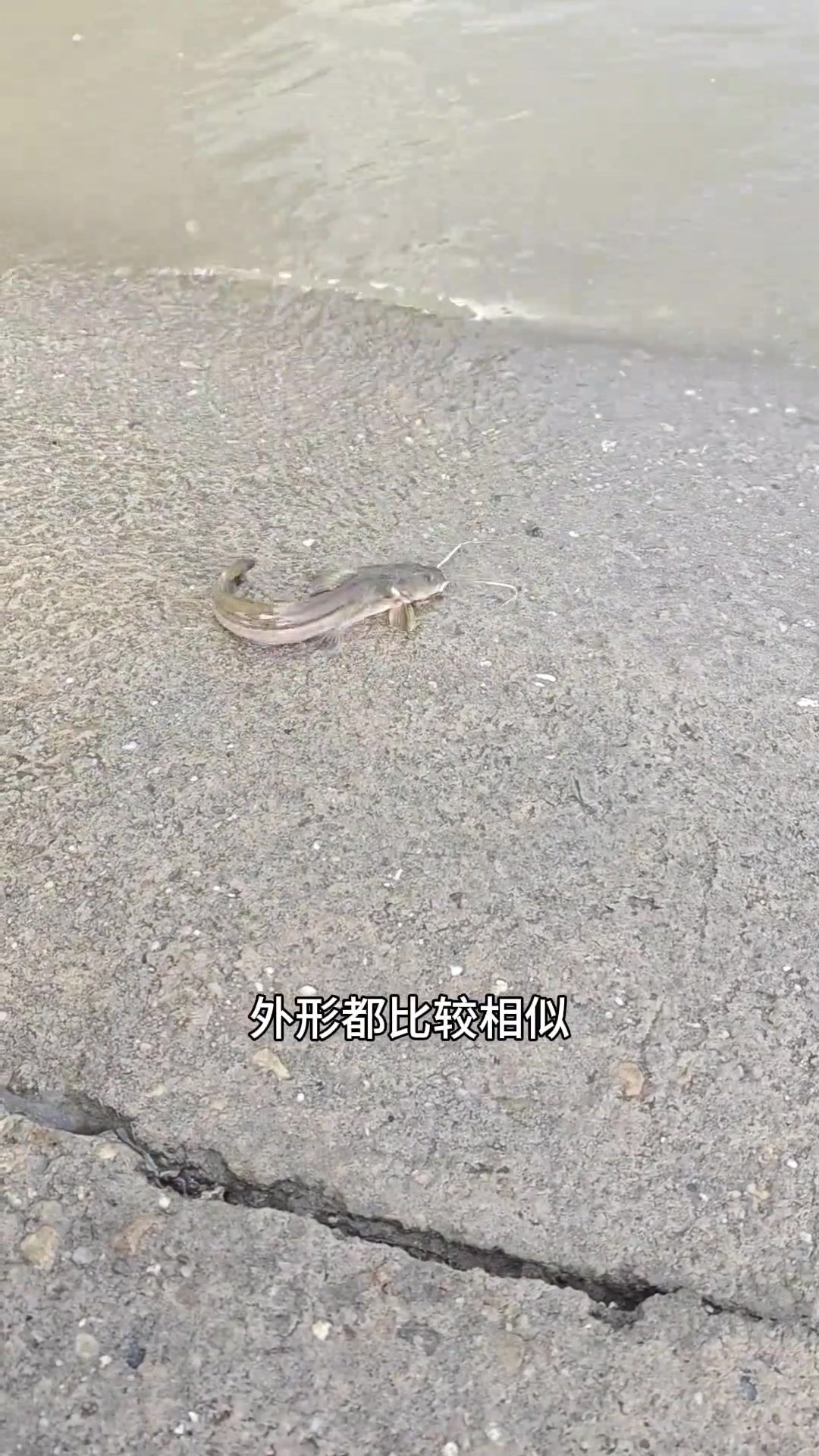 有斑点的鱼是芝麻剑还是石扁头