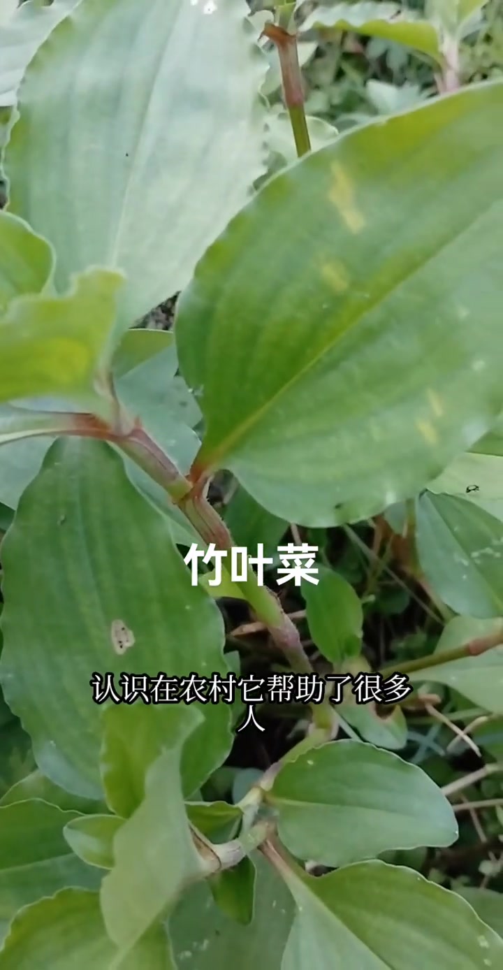 一日一植物:竹节菜饭包草,价值很高的植物