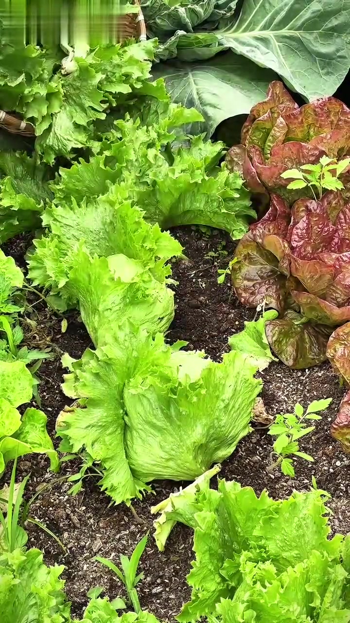 广东降温了,摘点青菜煮火锅也很不错