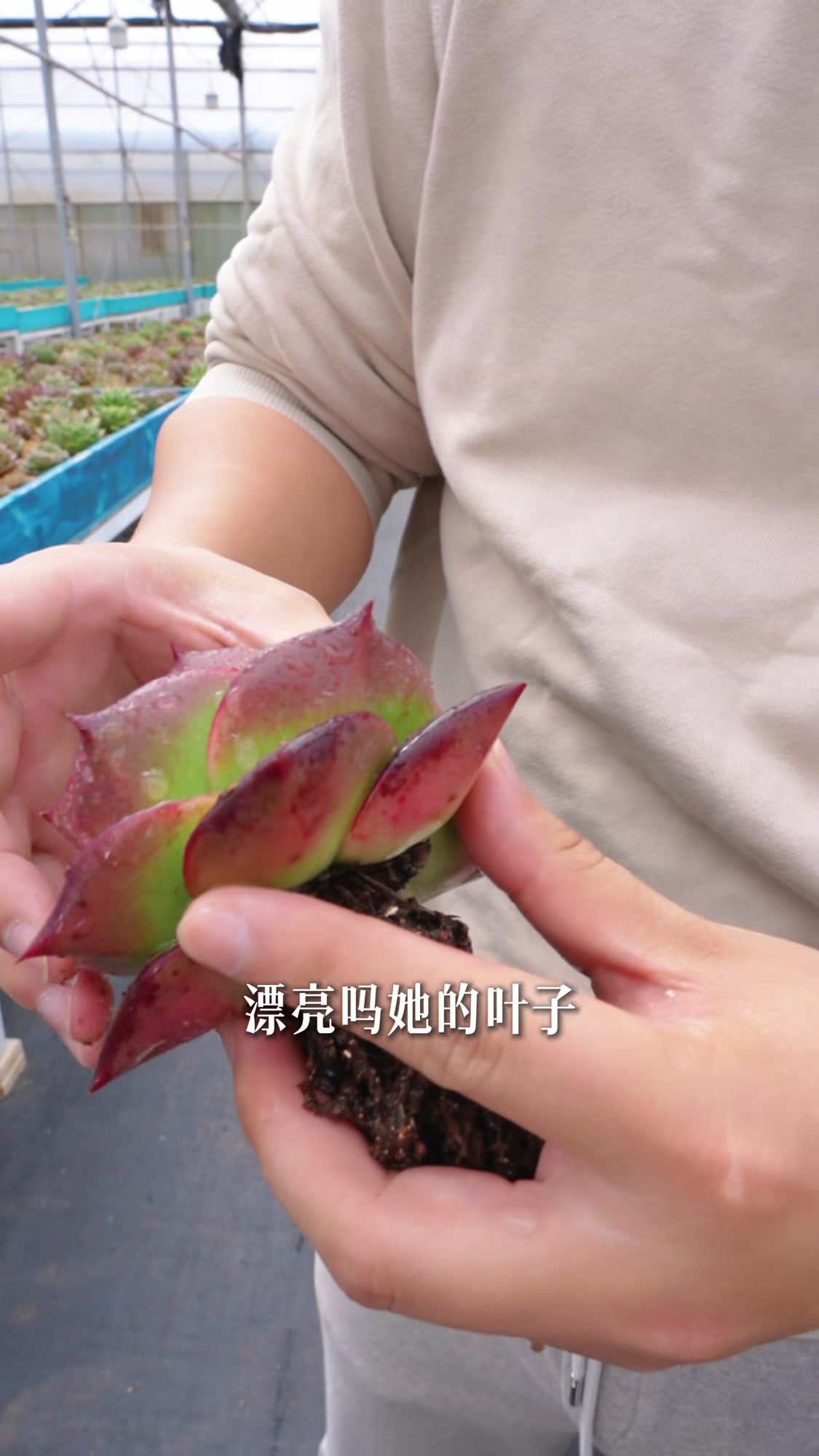 东云系多肉的一年四季，多肉植物四季带来不一样审美