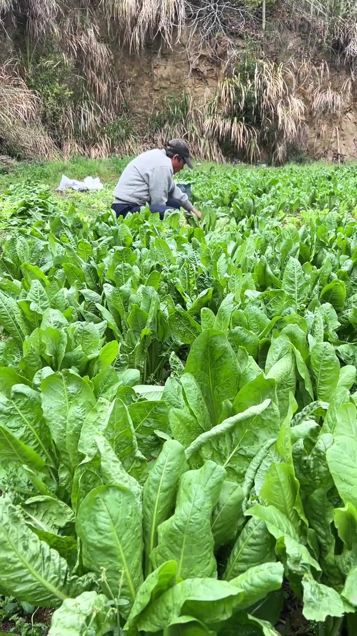 又到了大量吃鹅菜的季节，给你们供够管饱