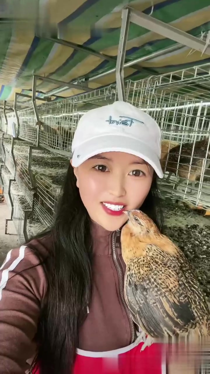 土鸡的营养价值