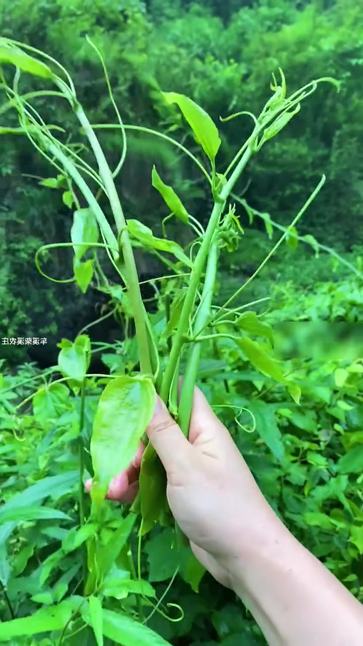 第48集｜带你认识不同的野菜，你有吃过哪种？野菜