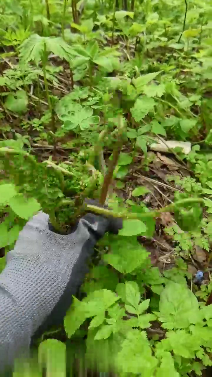 水蕨菜听着声音都过瘾