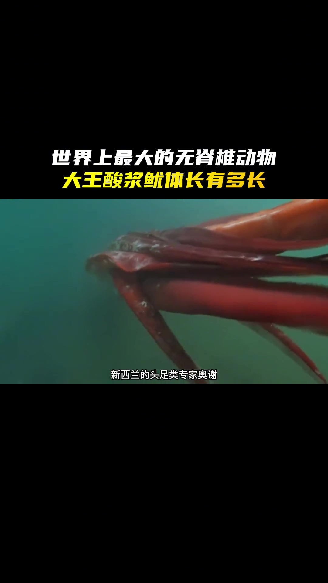世界上最大的鱿鱼——大王酸浆鱿