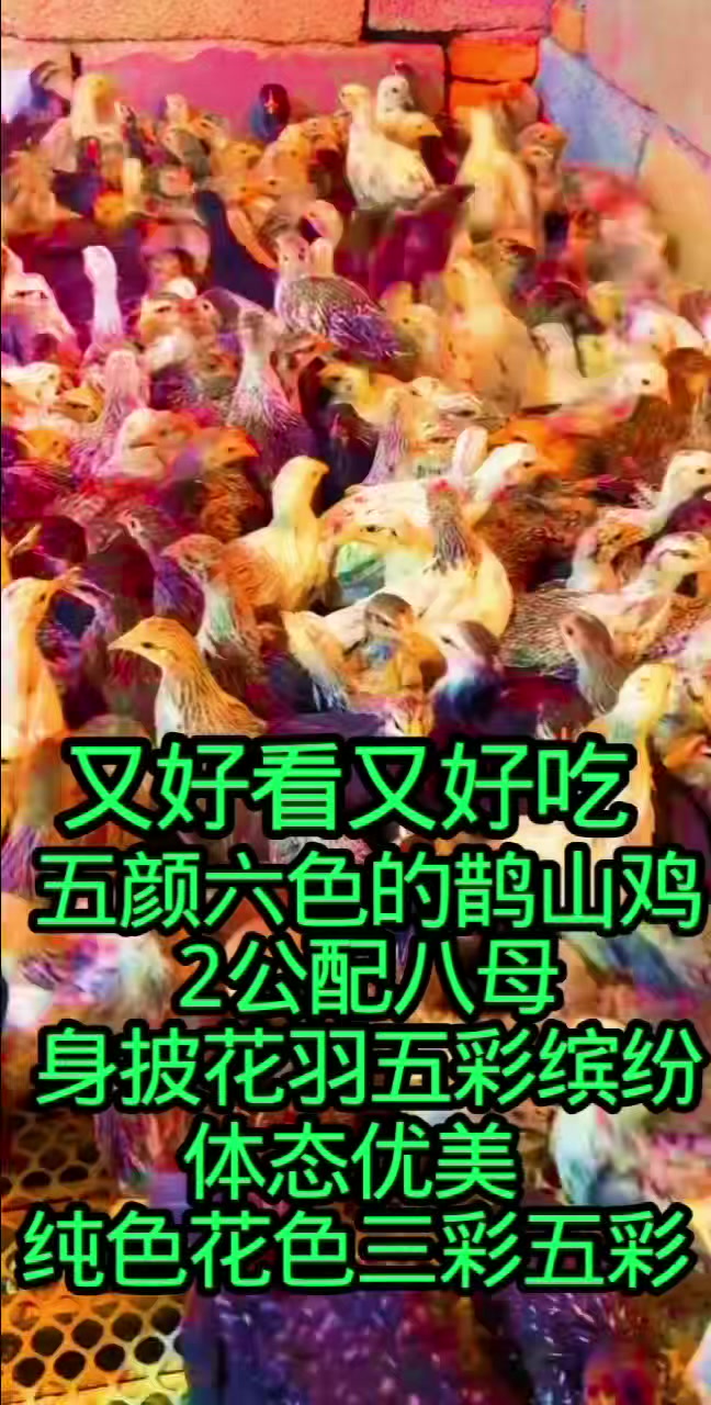 漂亮五彩鹊山鸡好看极了