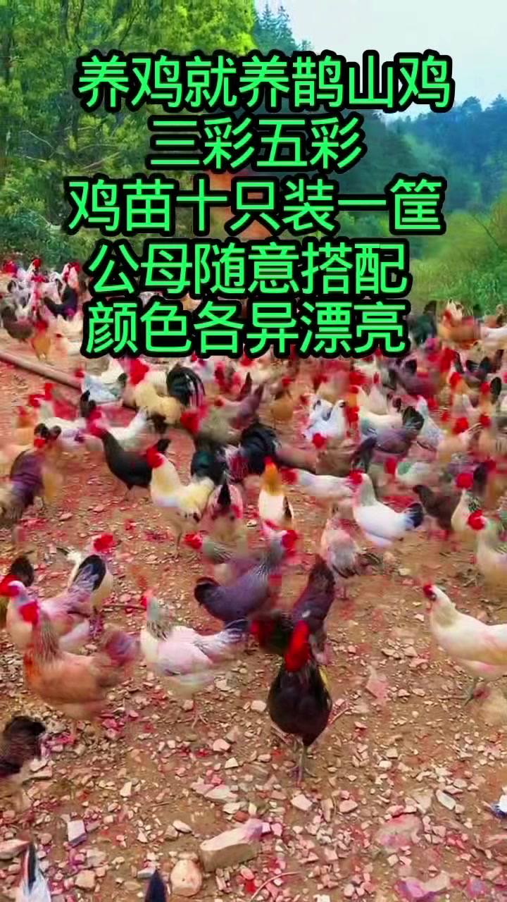 公母可搭三彩五彩鹊山鸡