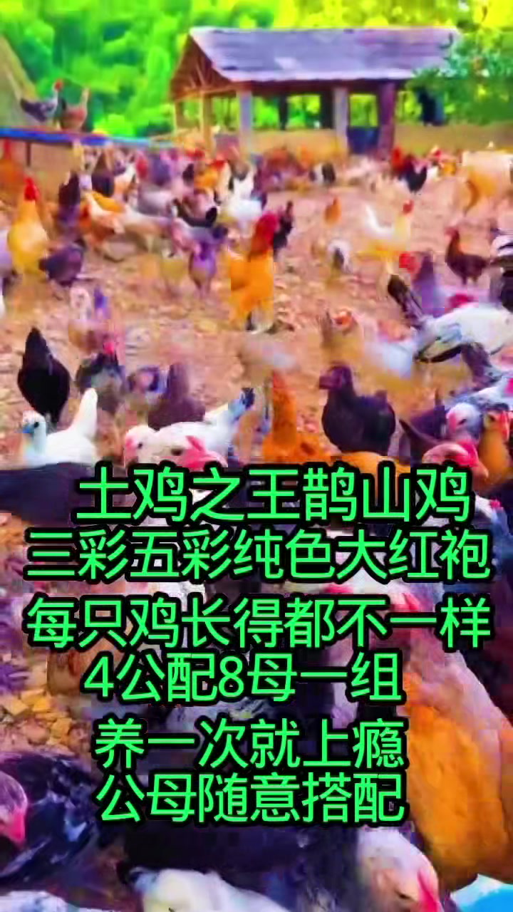 土鸡之王鹊山鸡每只颜色不同