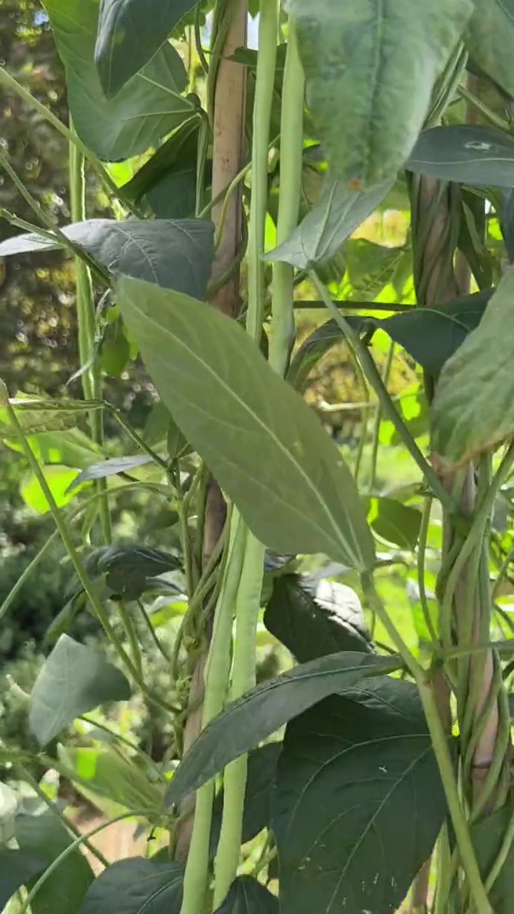 千万不可种在一起的冤家蔬菜有哪些？
