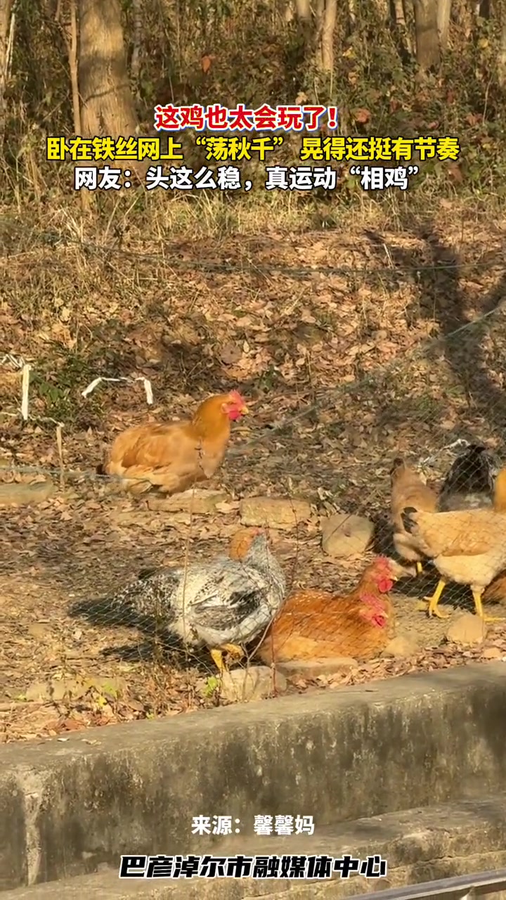 这鸡也太会玩了!卧在铁丝网上“荡秋千”,晃得还挺有节奏,网友:头这么稳,真运动“相鸡”#万