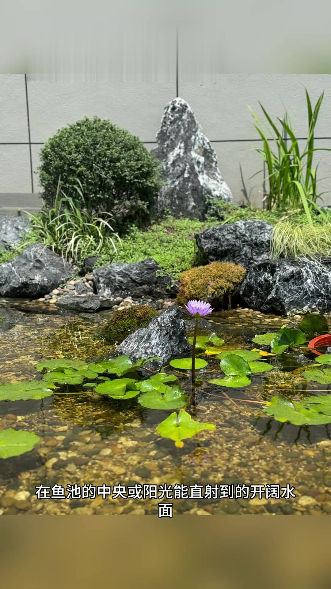 生态鱼池种什么植物?我的自然生机植物选择思路
