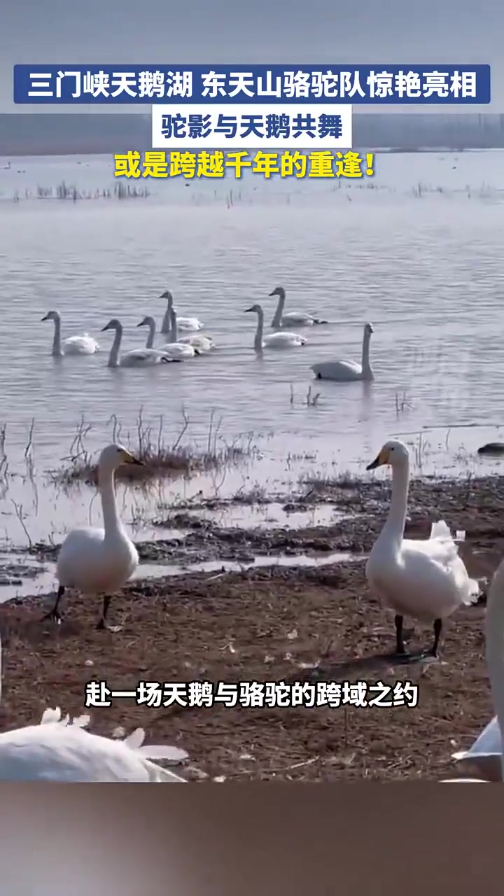 三门峡天鹅湖 东天山骆驼队惊艳亮相！驼影与天鹅共舞！或是跨越千年的重逢